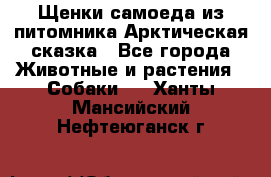 Щенки самоеда из питомника Арктическая сказка - Все города Животные и растения » Собаки   . Ханты-Мансийский,Нефтеюганск г.